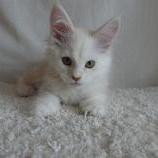 Maine coon kittens