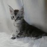 Maine coon kittens