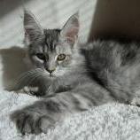 Maine coon kittens