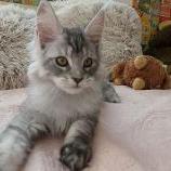 Maine coon kittens