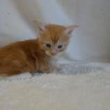 Maine coon kittens