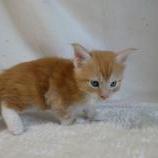 Maine coon kittens