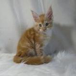 Maine coon kittens