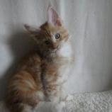 Maine coon kittens
