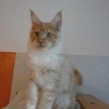 Maine coon kittens