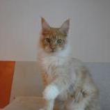 Maine coon kittens