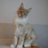 Maine coon kittens