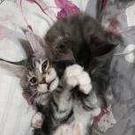 Mačiatka maine coon, vrh