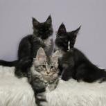 Mačiatka maine coon, vrh