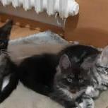 Mačiatka maine coon, vrh