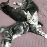 Mačiatka maine coon, vrh