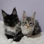 Mačiatka maine coon, vrh