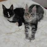 Mačiatka maine coon, vrh