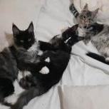 Mačiatka maine coon, vrh