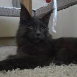 Maine Coon male