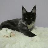 Mačiatka maine coon, vrh