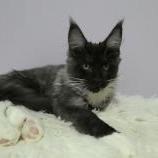 Mačiatka maine coon, vrh