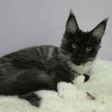 Mačiatka maine coon, vrh