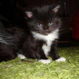 Maine coon kittens