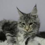 Mačiatka maine coon, vrh