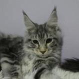 Mačiatka maine coon, vrh