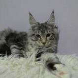 Mačiatka maine coon, vrh