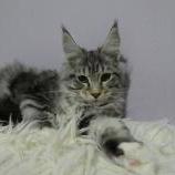 Mačiatka maine coon, vrh
