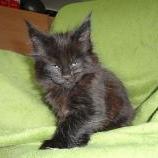 Maine coon kittens