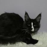 Mačiatka maine coon, vrh