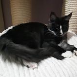 Mačiatka maine coon, vrh