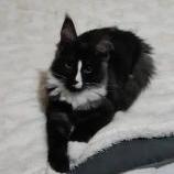Mačiatka maine coon, vrh
