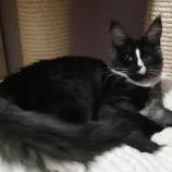 Mačiatka maine coon, vrh