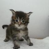 Mačiatka maine coon, vrh