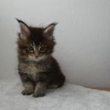 Mačiatka maine coon, vrh