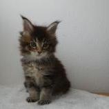 Mačiatka maine coon, vrh