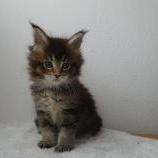 Mačiatka maine coon, vrh