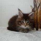 Mačiatka maine coon, vrh