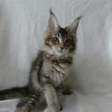 Mačiatka maine coon, vrh