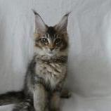Mačiatka maine coon, vrh