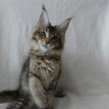 Mačiatka maine coon, vrh