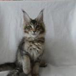 Mačiatka maine coon, vrh
