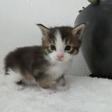 Mačiatka maine coon, vrh