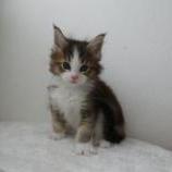 Mačiatka maine coon, vrh