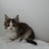Mačiatka maine coon, vrh