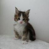 Mačiatka maine coon, vrh