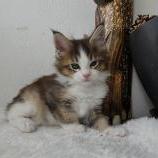 Mačiatka maine coon, vrh