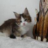 Mačiatka maine coon, vrh