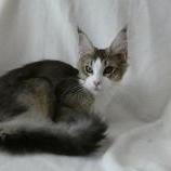 Mačiatka maine coon, vrh