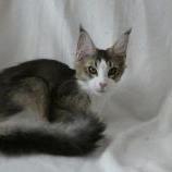 Mačiatka maine coon, vrh