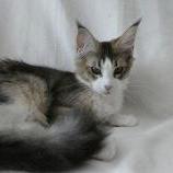 Mačiatka maine coon, vrh